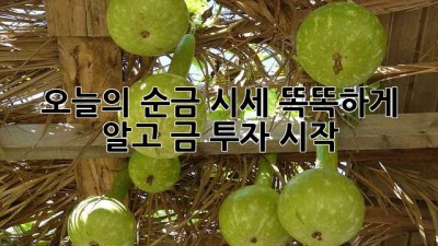 ✨오늘의 순금 시세✨ 똑똑하게 알고 금 투자 시작💰